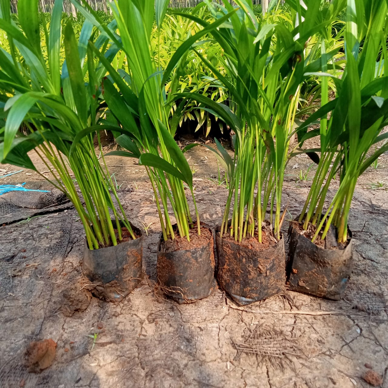 Best Kadiyam Nursery Call 6309717556, Kadiyam Nursery /kadiyam Online